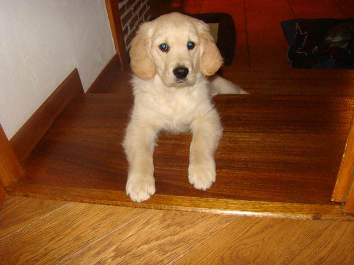 Index of /golden-retriever/BB de Capucine et Davis/Fudgy Index of /golden-retriever/BB de Capucine et Davis/Fudgy